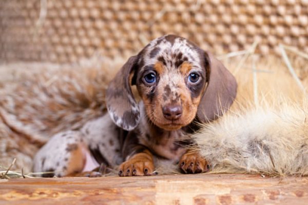 Dog Dachshund Puppy , Dog Brovn Tan Merle Color, Portrait